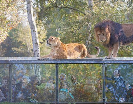 Lions de Thoiry