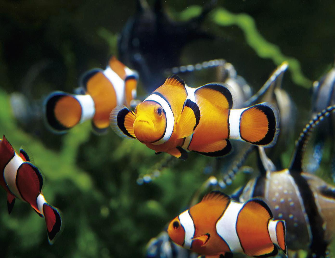 Aquarium de Saint-Malo