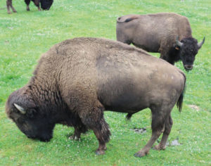 Rêve de bisons